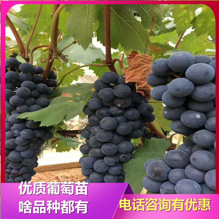 夏黑葡萄苗 甬优葡萄苗批发厂家 诚信葡萄苗基地 欢迎咨询