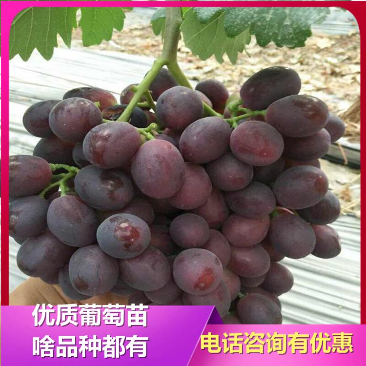 蜜汁葡萄苗 蜜汁葡萄苗基地  诚信葡萄苗 葡萄苗新品种 