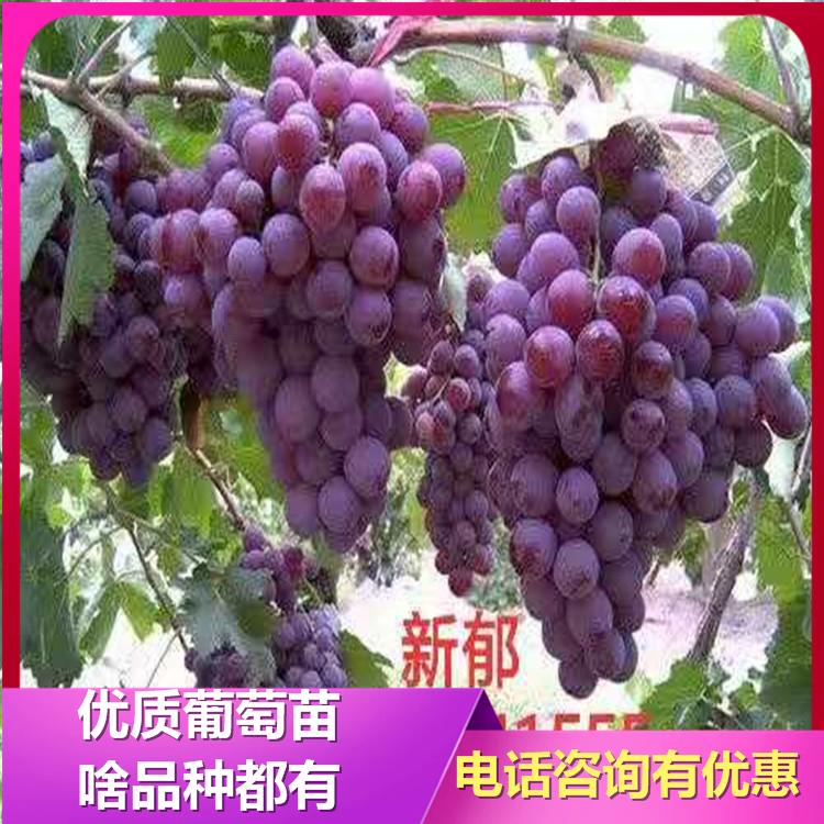 新郁葡萄苗 无籽葡萄苗 葡萄苗基地 诚信苗圃 葡萄苗基地 厂家直销