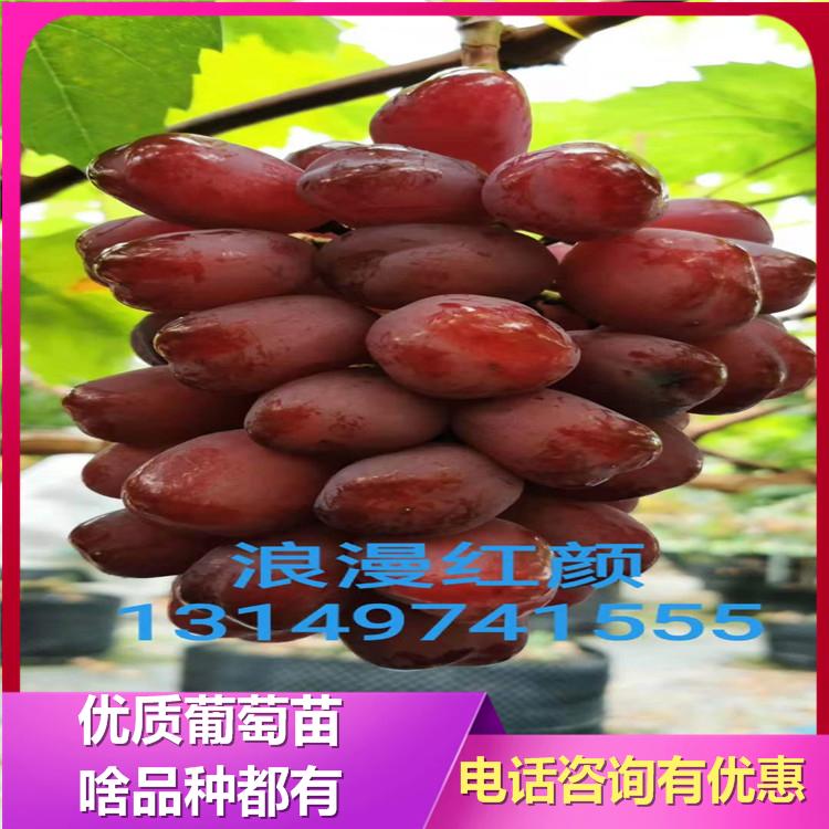 浪漫红颜葡萄苗 桂圆葡萄苗 葡萄树苗 红提葡萄苗基地批发 欢迎咨询
