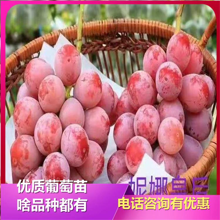 妮娜皇后葡萄苗 诚信苗圃 葡萄苗基地 成活率高 欢迎洽谈