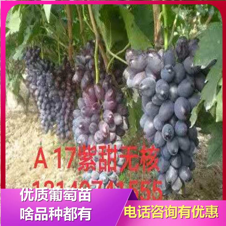a17葡萄苗 桂圆葡萄苗 葡萄树苗 诚信苗圃 葡萄苗基地 批发直销