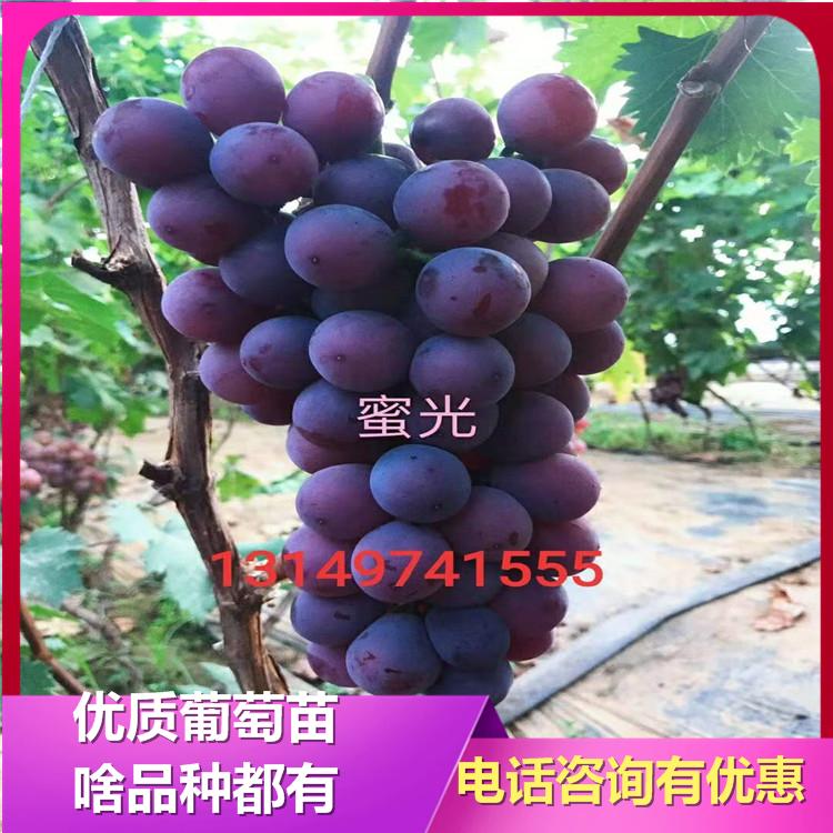 蜜光葡萄苗 辽峰葡萄苗 绥中葡萄苗批发 无籽葡萄苗 诚信葡萄苗基地 