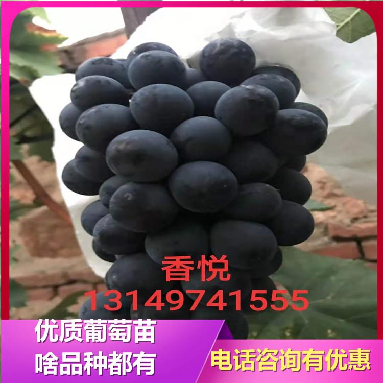 香悦葡萄苗 辽峰葡萄苗 诚信葡萄苗基地 葡萄苗新品种 