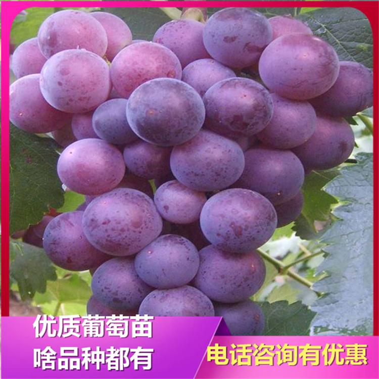  辽宁藤稔葡萄苗 藤稔葡萄苗基地 诚信葡萄苗基地 成活率高 现挖现卖