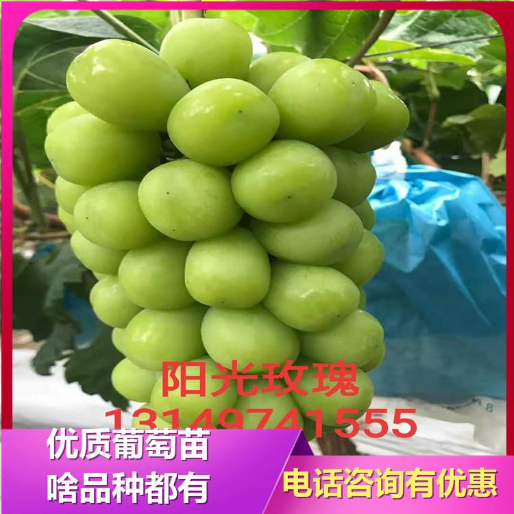 阳光玫瑰葡萄苗 阳光玫瑰葡萄苗价格 阳光玫瑰葡萄苗基地 成活率高 凌海诚信苗圃