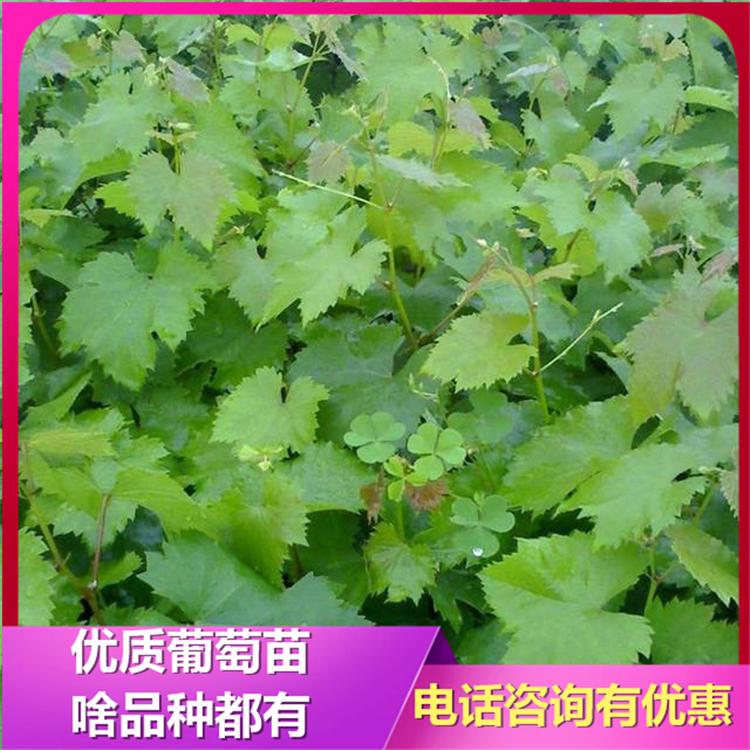 户太8号葡萄苗  葡萄苗新品种  辽宁葡萄苗 诚信苗圃