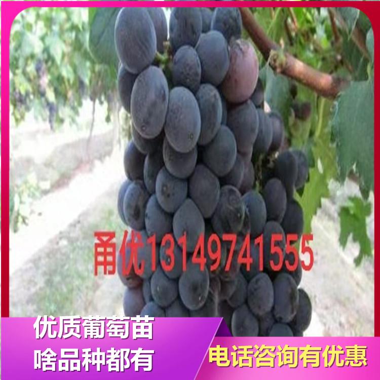 甬优葡萄苗 甬优葡萄苗批发厂家 诚信葡萄苗基地 欢迎咨询