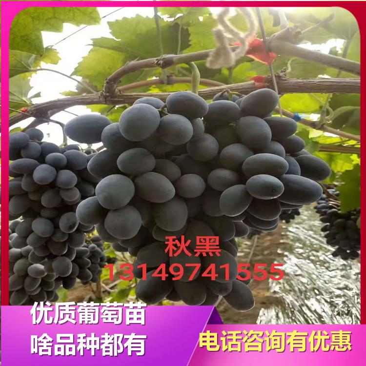 秋黑葡萄苗 甬优葡萄苗批发厂家 诚信葡萄苗基地 欢迎咨询