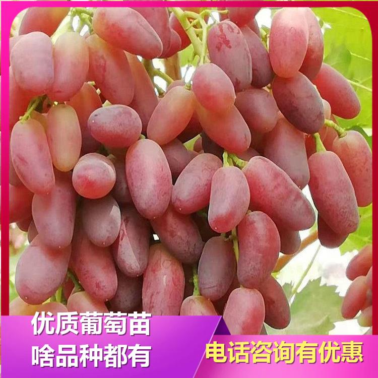 红玫瑰葡萄苗 红玫瑰葡萄苗基地  诚信葡萄苗 葡萄苗新品种 