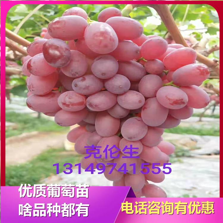 克伦生葡萄苗  葡萄苗批发 成活率高 凌海诚信苗圃
