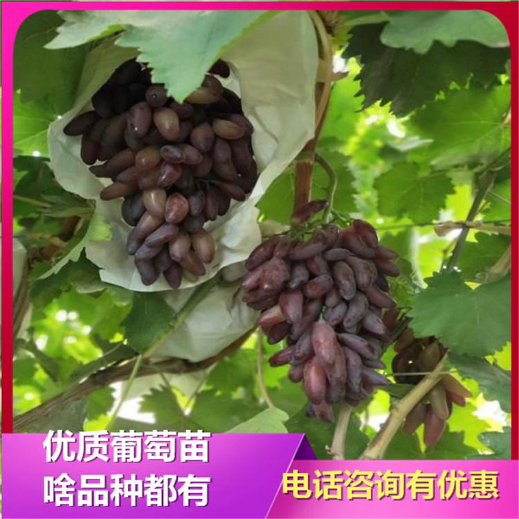 罗马红宝石葡萄苗 辽峰葡萄苗  无籽葡萄苗 诚信葡萄苗基地 绥中葡萄苗批发