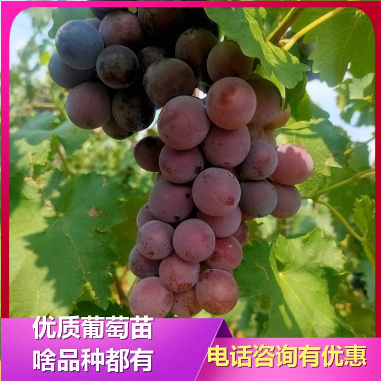 巨玫瑰葡萄苗 葡萄苗批发 无籽葡萄苗 诚信葡萄苗基地 量大从优