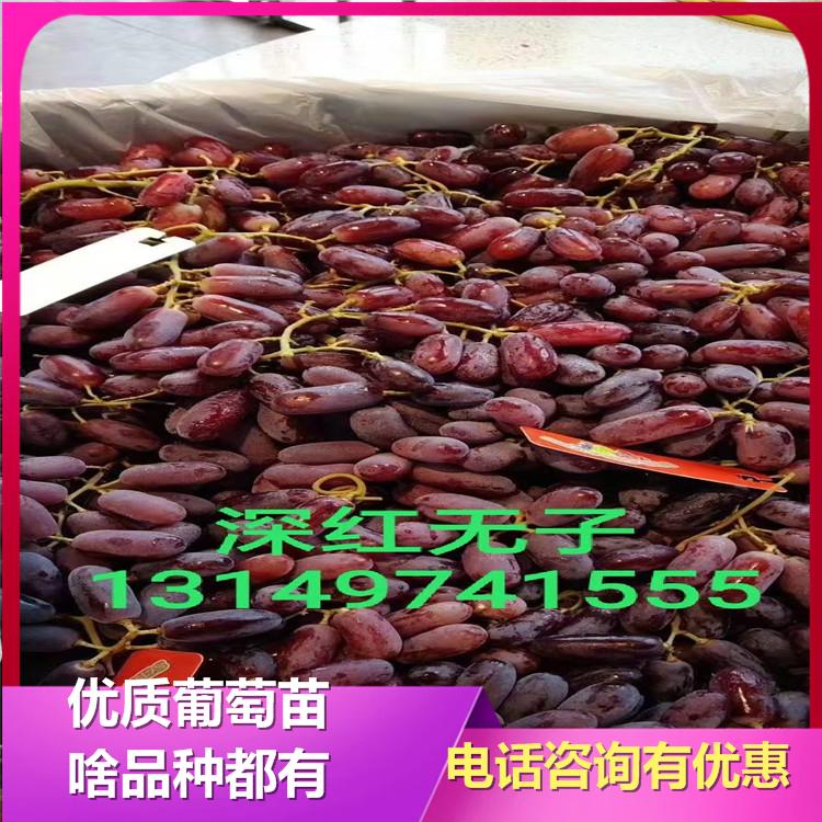 深红无籽葡萄苗 桂圆葡萄苗 葡萄树苗 诚信苗圃 葡萄苗基地 批发直销