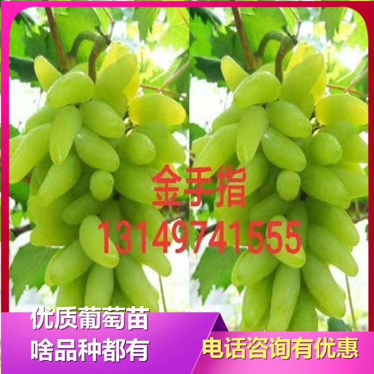 金手指葡萄苗 甬优葡萄苗批发厂家 诚信葡萄苗基地 欢迎咨询