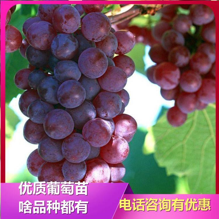 巨玫瑰葡萄苗 葡萄苗批发 无籽葡萄苗 诚信葡萄苗基地 量大从优