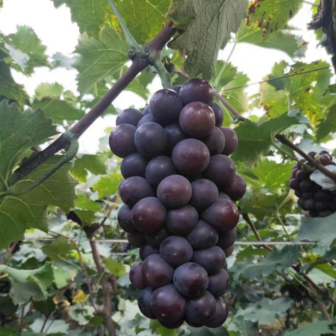  辽宁藤稔葡萄苗 基地直供 成活高 价格低