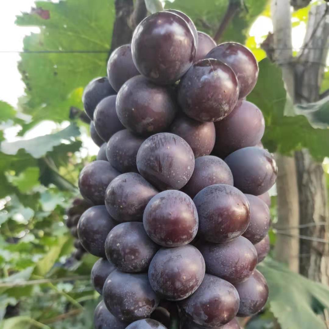  辽宁葡萄代收 产地直供 品质优良