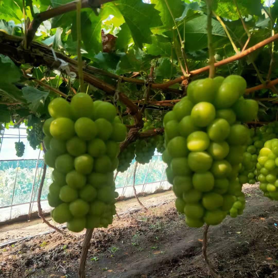 葡萄代收 葡萄产地代购 基地直采 品质高