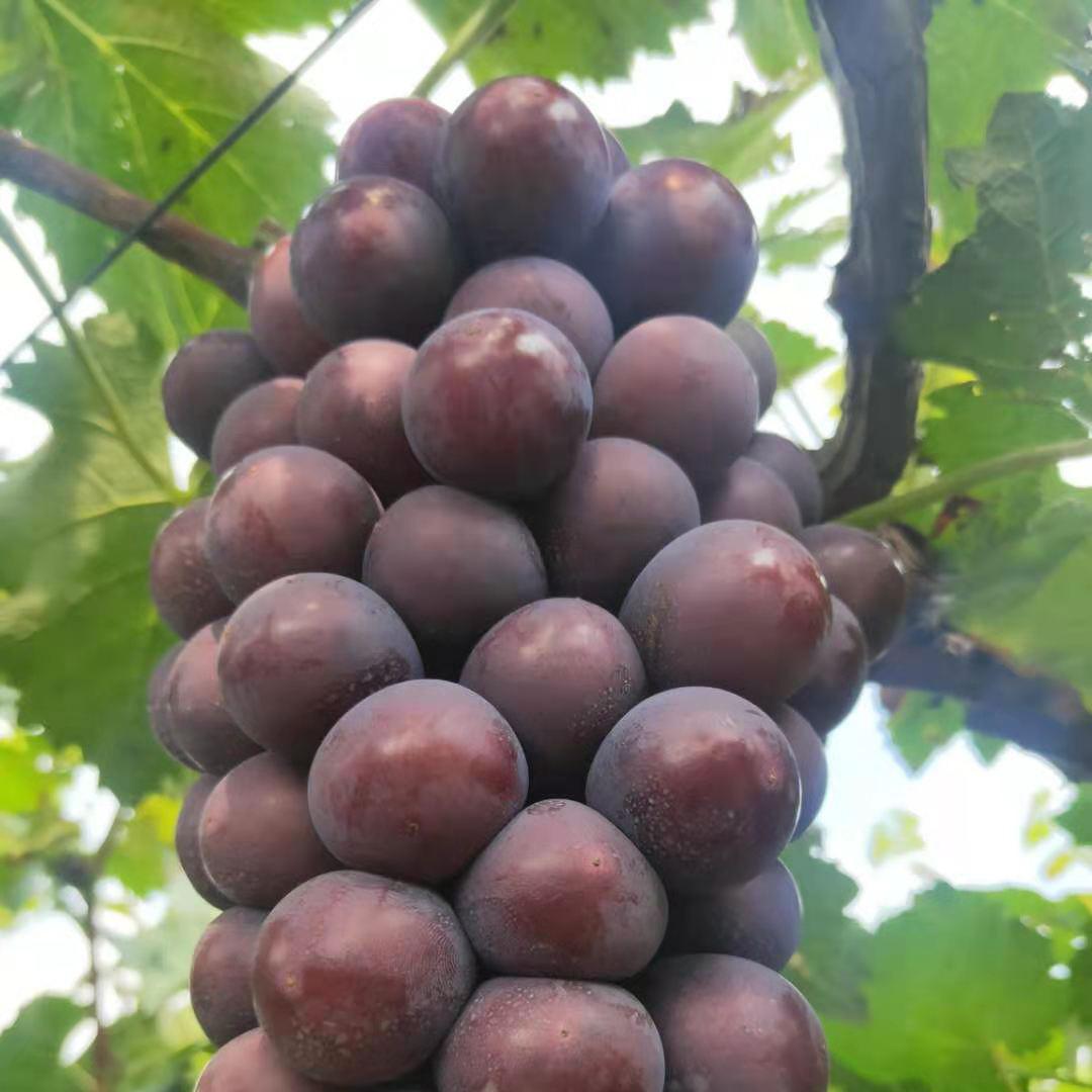 秋黑葡萄苗 甬优葡萄苗批发厂家 诚信葡萄苗基地 欢迎咨询