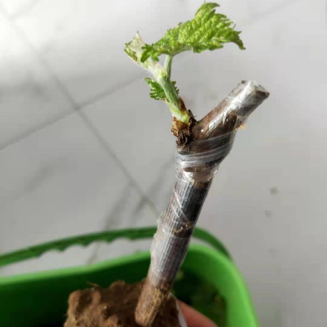 硬枝嫁接阳光玫瑰 茉莉香 营养杯苗 基地直发