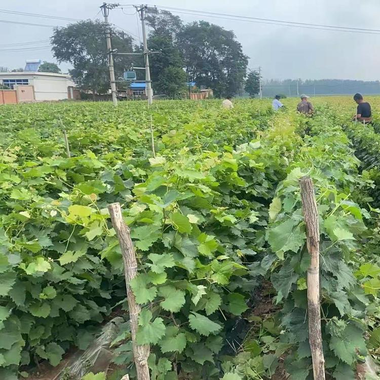 优质葡萄种苗 辽宁基地批发直发