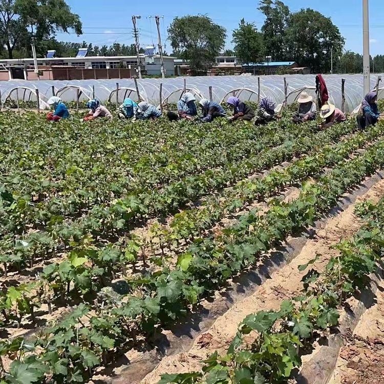 辽宁锦州葡萄苗木批发 优秀良种葡萄苗 附赠培育技术