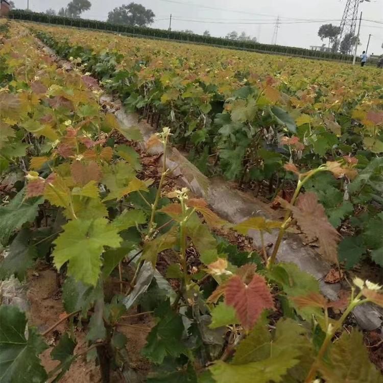锦州葡萄苗 葡萄苗品种繁多 产地直供