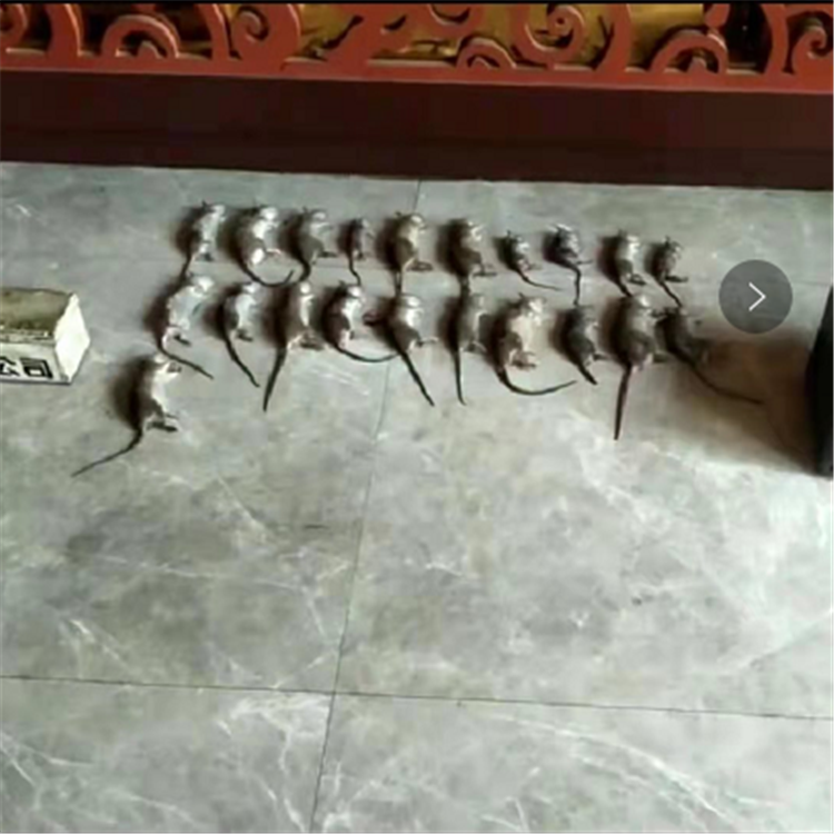 专业灭鼠 快速专业灭鼠 沈阳快立捷专业灭鼠服务