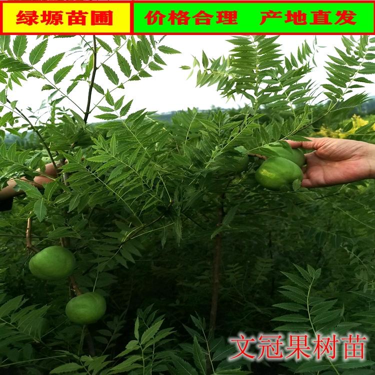 文冠果树苗，文冠果苗批发，文冠果杯苗批发