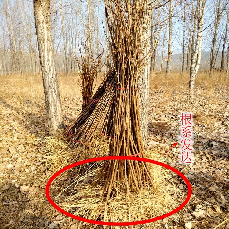 文冠果杯苗批发，出售文冠果树苗