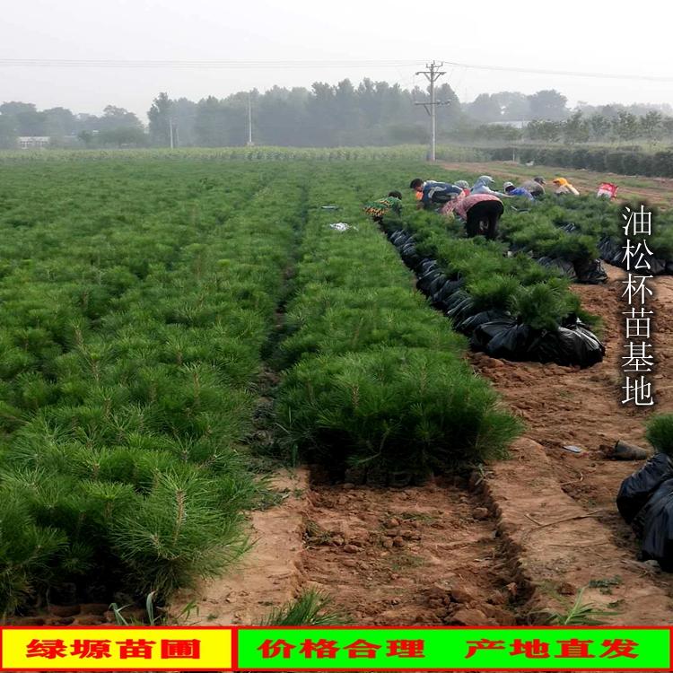 油松苗 油松杯苗，油松树苗批发