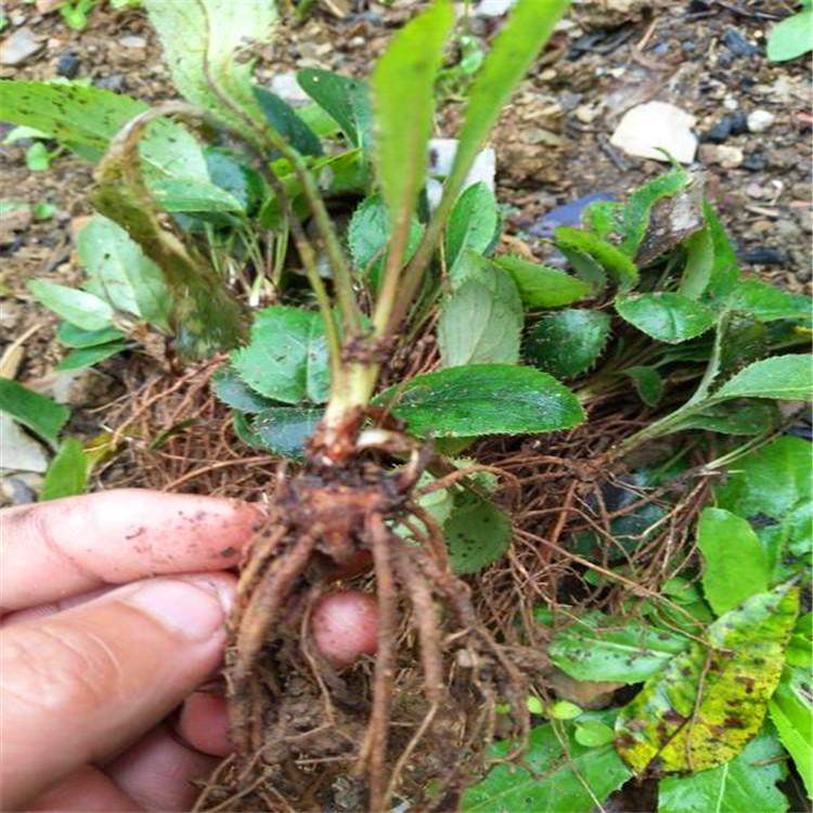 关苍术苗 顺盈中药材关苍术苗基地直发