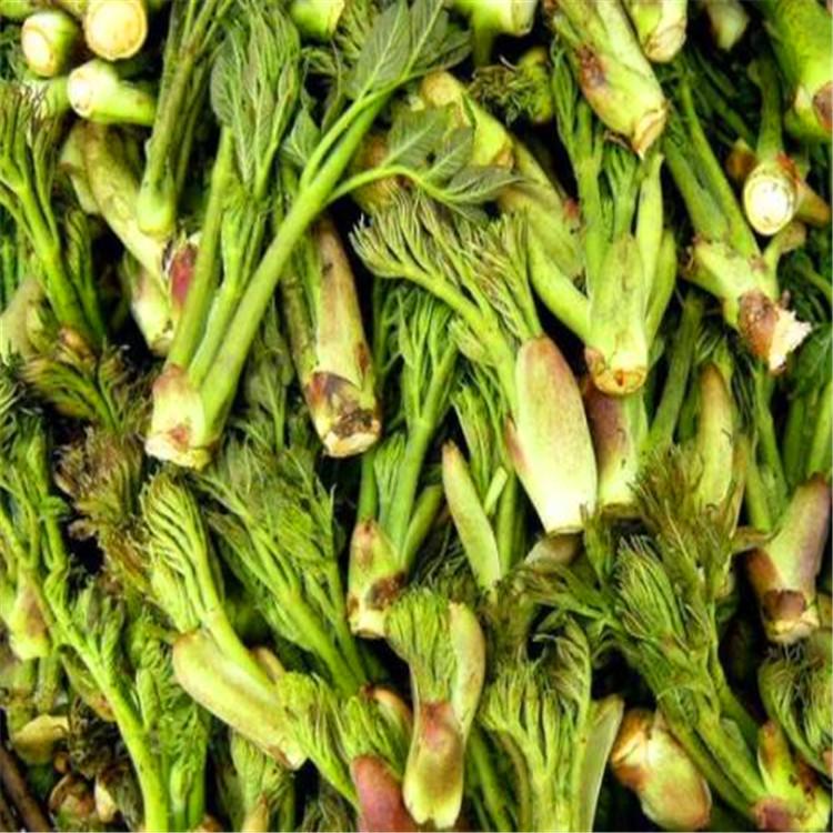 常年供应刺老芽苗山珍美味室外种植刺老芽苗