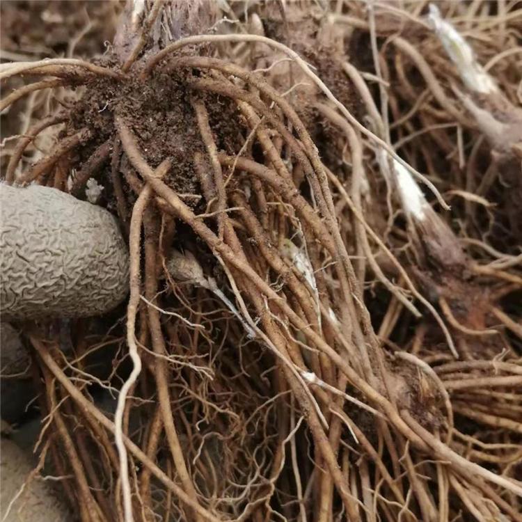 北苍术苗 二年生北苍术苗基地直发顺盈