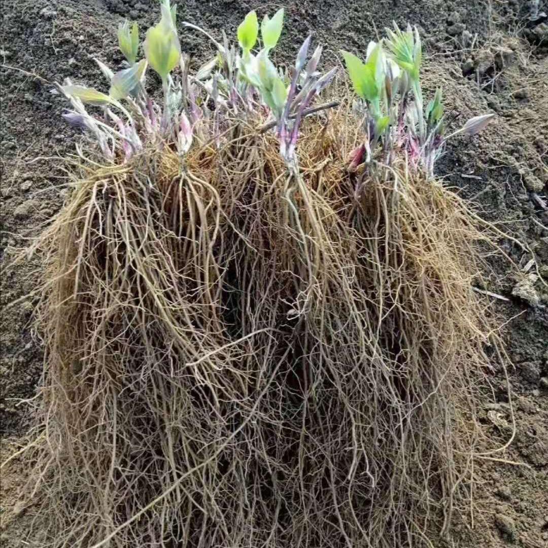 威灵仙苗 威灵仙二年苗 基地直发威灵仙苗种植