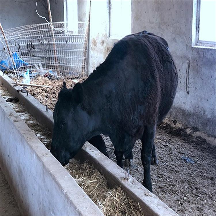 安格斯进口大黑牛价格 怀孕待产黑牛 安格斯牛 养牛基地直销