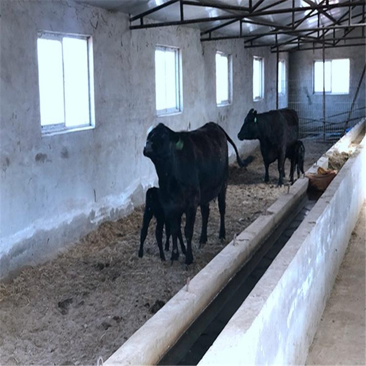安格斯成对黑牛  进口安格斯黑牛 安格斯牛 养牛致富