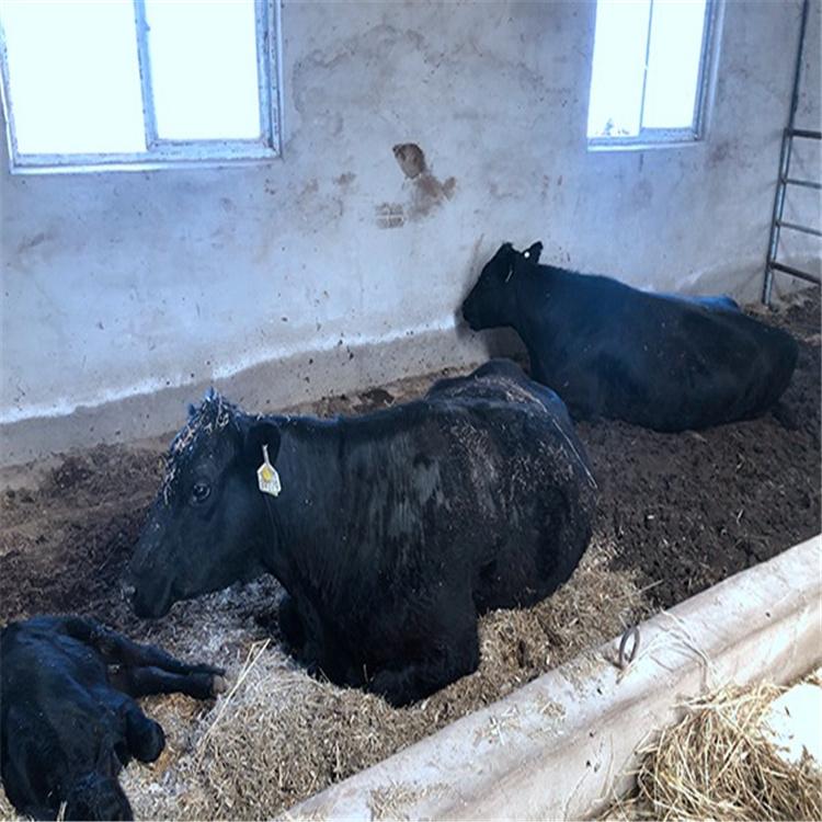 怀孕母牛 安格斯黑牛 育肥黑牛  养殖基地直销 品种纯良