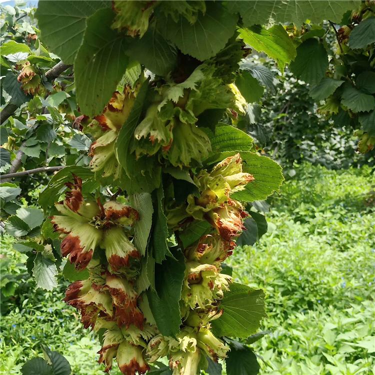 平欧杂交大榛子苗 大榛子苗批发 苗圃基地直发 价格优惠