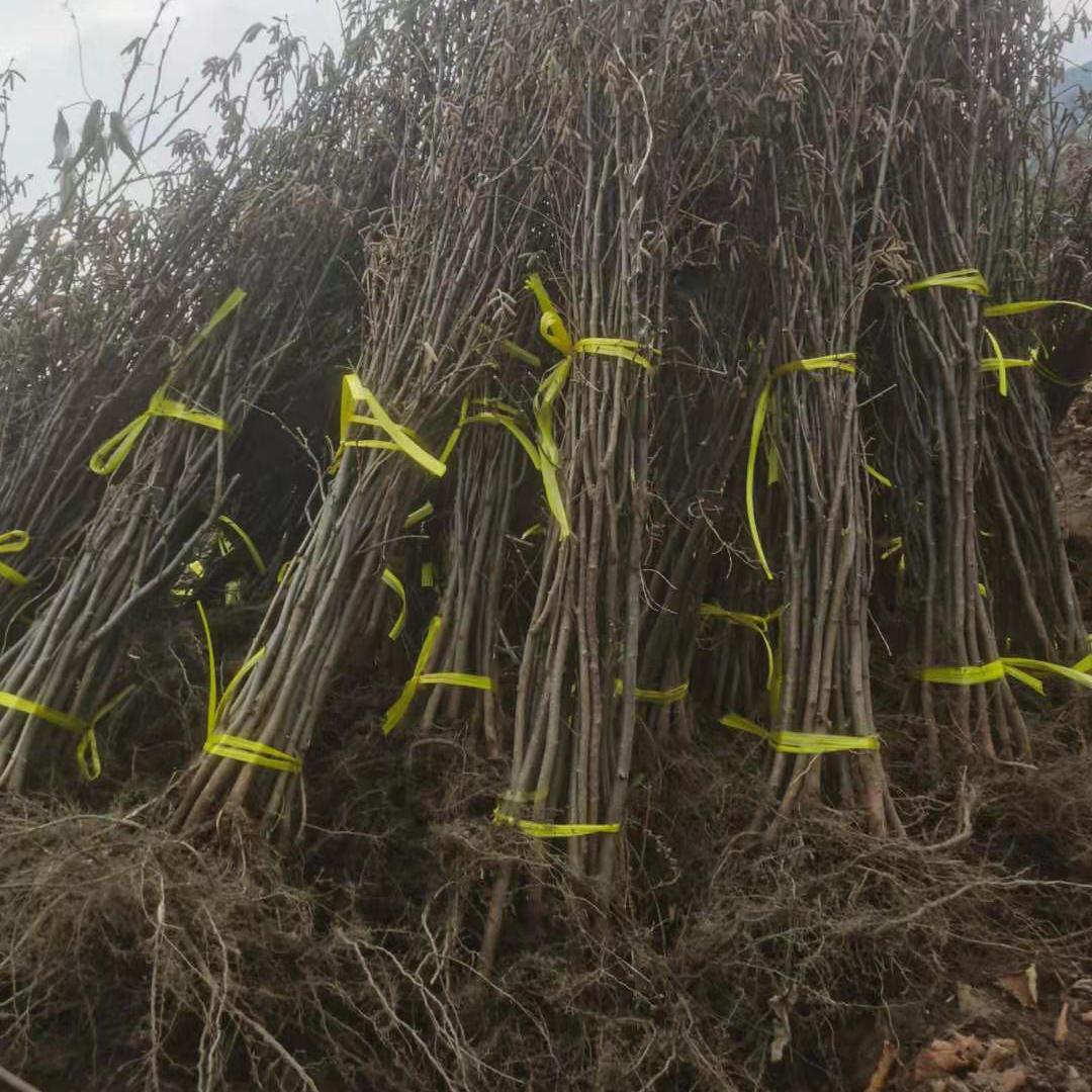 平欧榛子苗价格 基地直销 现挖现卖 成活率高