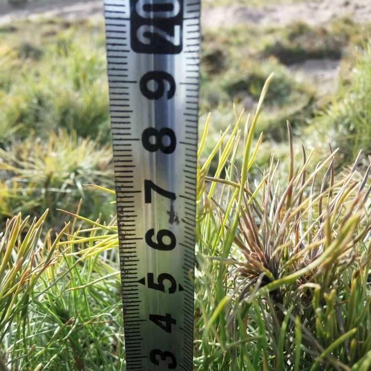 油松1年2年生裸根苗 油松裸根苗 辽宁油松裸根 油松2年裸根