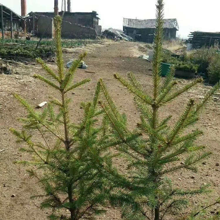 云杉杯苗_发货快速_成活率高_种植广泛