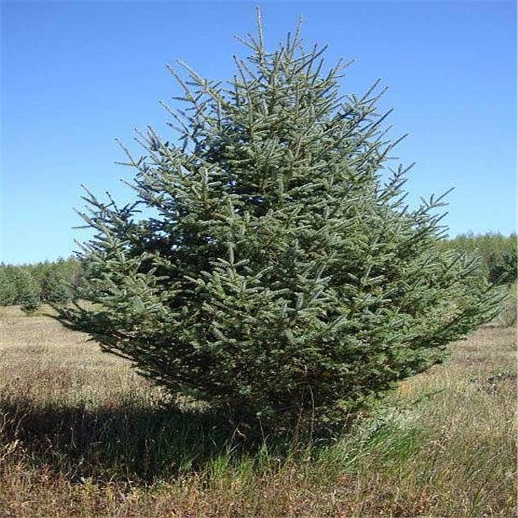 云杉 云杉幼苗 云杉杯苗 辽宁沈阳云杉