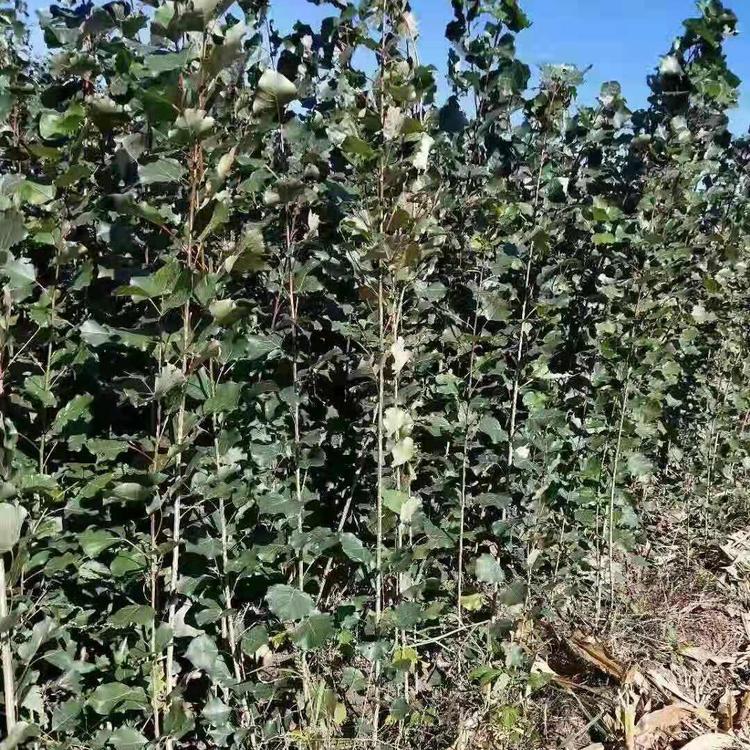 银中杨 杨树苗 辽宁杨树苗 银中杨苗木 银中杨小苗