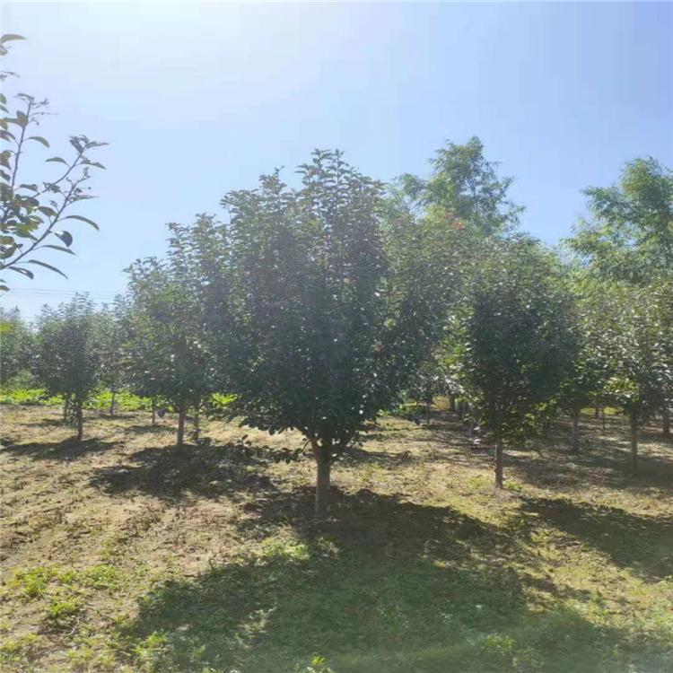 优质绚丽海棠 光辉海棠  成活率高 价格低廉 