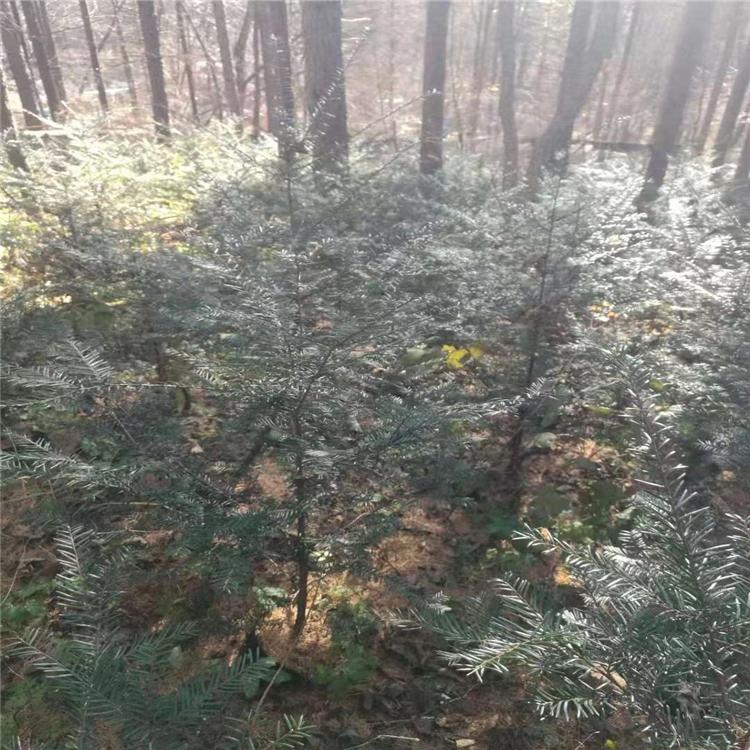 红豆杉树  规格齐全红豆杉  现货供应