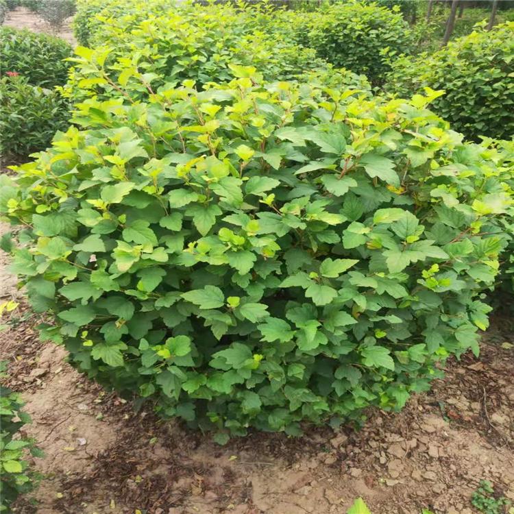 耐寒灌木批发 金叶风箱果 金叶风箱果优质供应