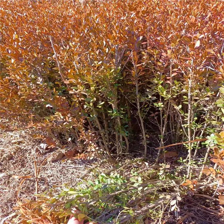 黄杨树苗  规格齐全黄杨树  现货供应  质量保障