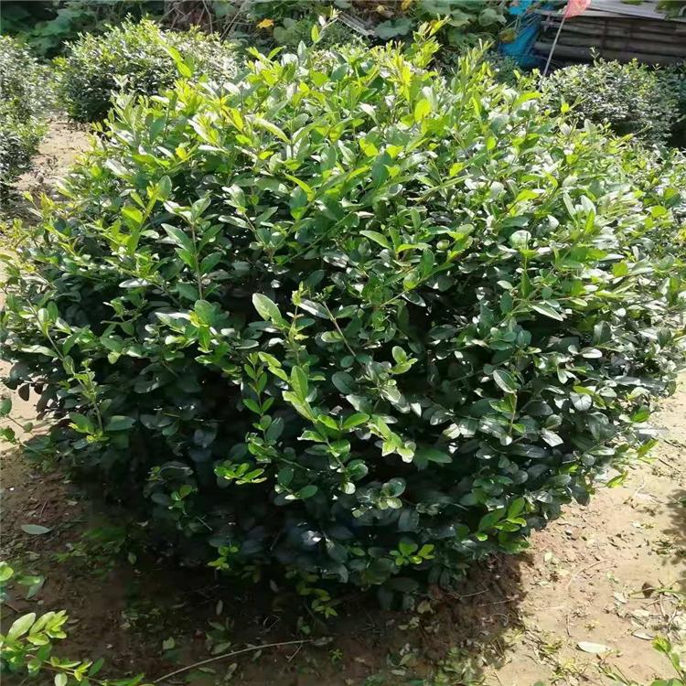 批发优质金叶榆球  金叶榆球苗基地直销  价格优惠